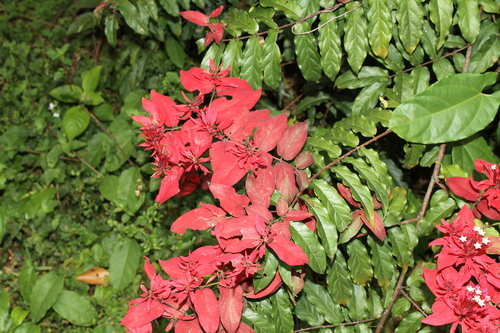 Combretum falcatum