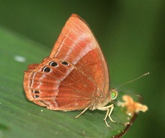 Abisara