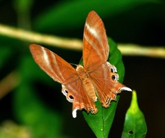 Abisara savitri