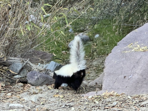 American Hog-nosed Skunk (Conepatus leuconotus)