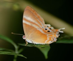 Abisara savitri