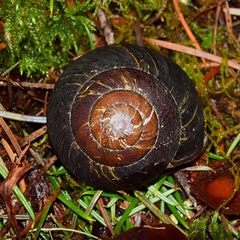 Monadenia