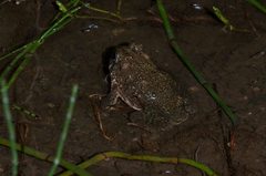 Anaxyrus californicus