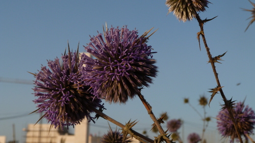 Image of Echinops adenocaulos by (c) Antoine MARNAT, some rights reserved (CC BY)