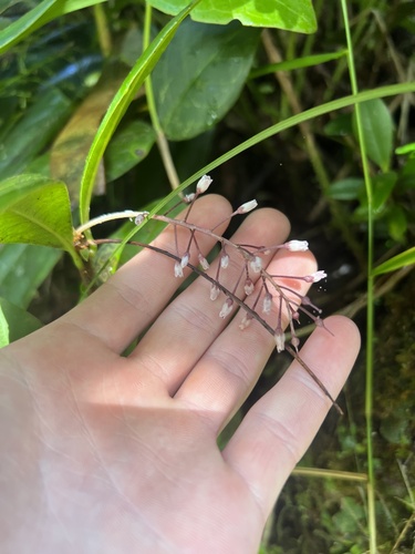 El Yunque Jacanillo (Wallenia yunquensis)