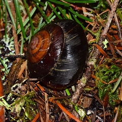 Monadenia