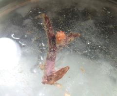 Boltenia villosa