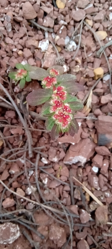 Euphorbia densiflora observed 2023-12-09