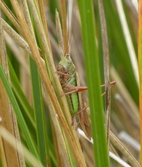 Conocephalus albescens