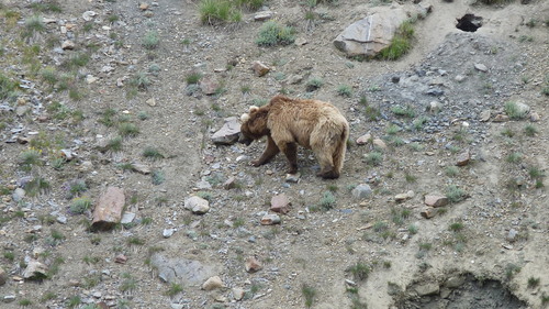 Bear