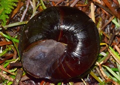 Monadenia