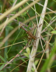 Conocephalus bilineatus