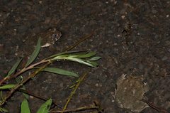 Anaxyrus californicus