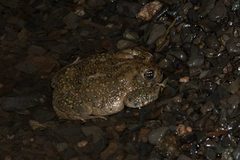 Anaxyrus californicus