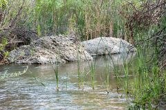 Anaxyrus californicus