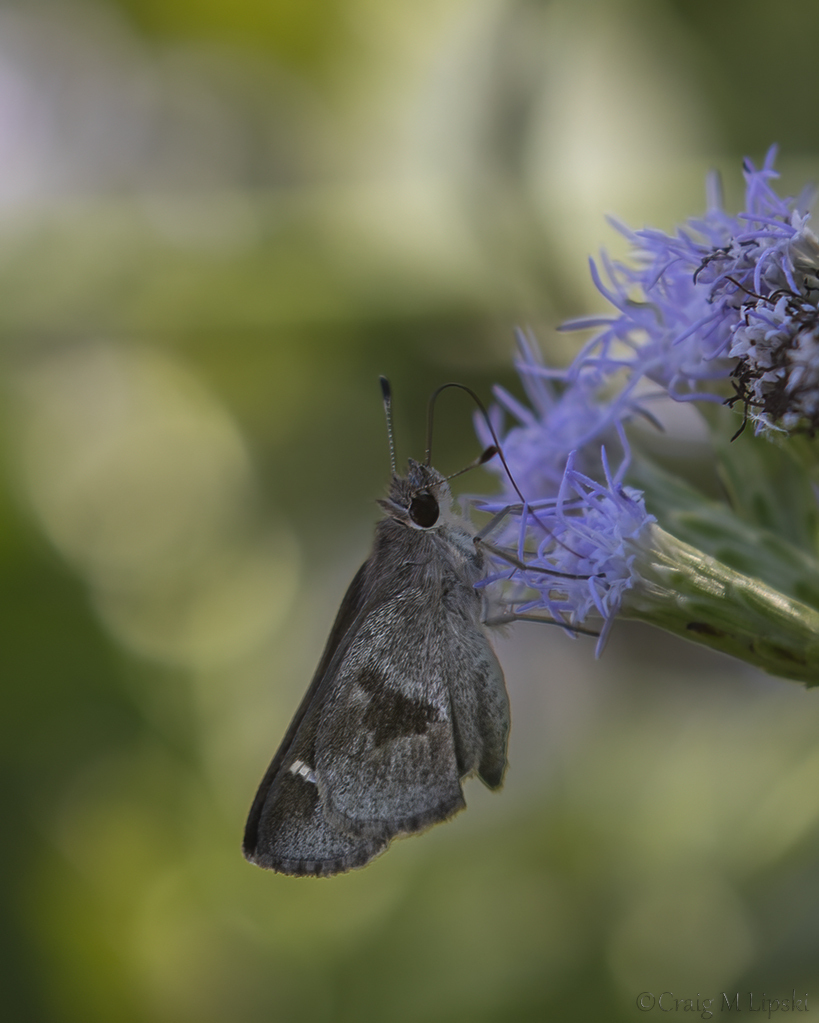 Violetclouded Skipper from Progreso Lakes, TX 78596, USA on December 8