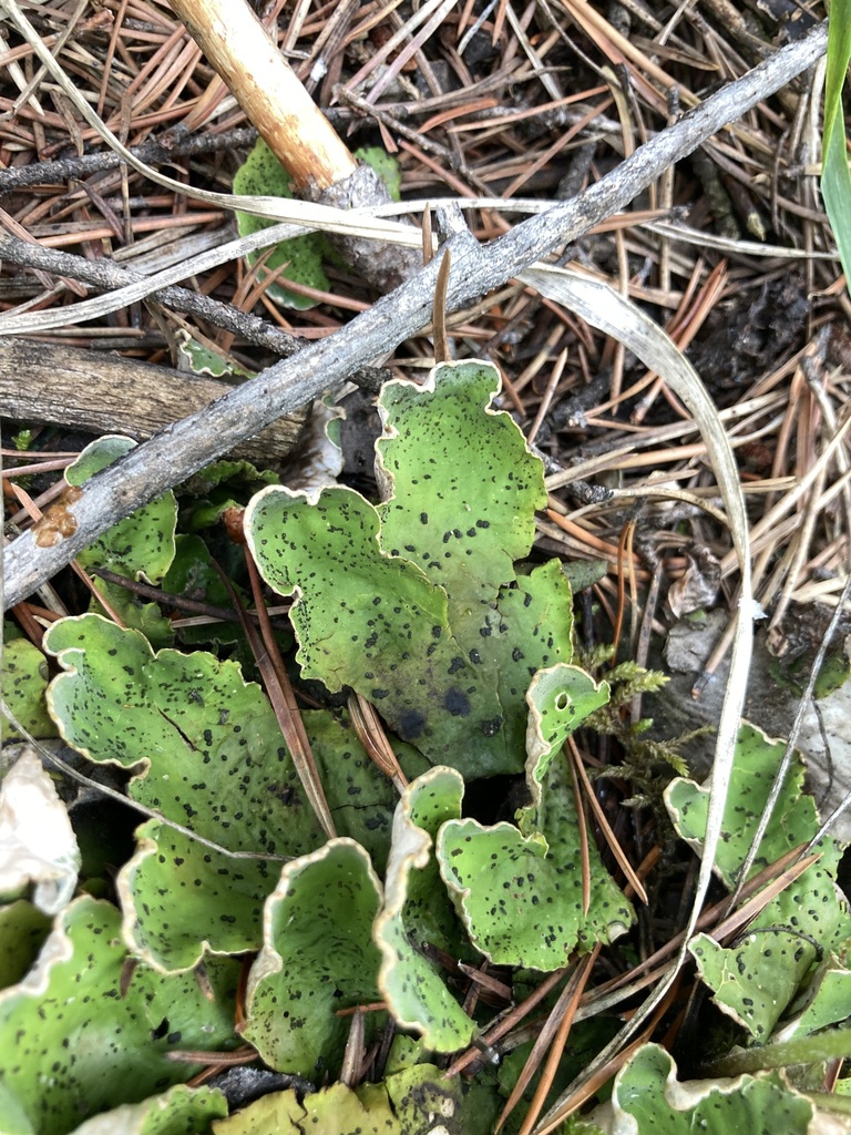 Freckled Pelt Lichen From Improvement District No 9 AB T0L Canada On