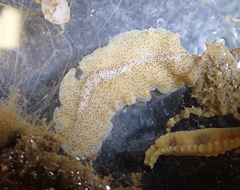Enchiridium punctatum
