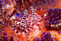 Periclimenes colemani