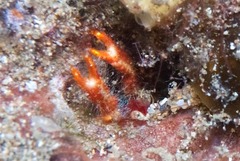 Trapezionida olivarae