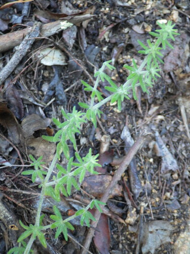 Image of Galium maritimum by (c) Pere Barnola, some rights reserved (CC BY-SA)