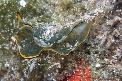 Elysia marginata