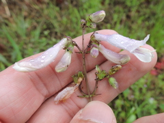 Penstemon laxiflorus
