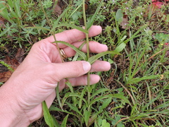 Penstemon laxiflorus