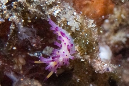 Aegires villosus
