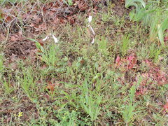 Penstemon laxiflorus