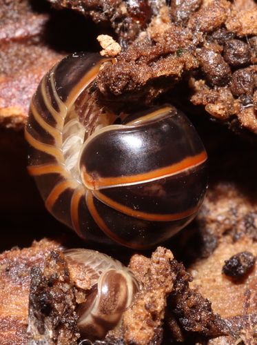 Common Pill Millipede, photo 4 of 7