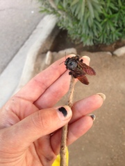 Xylocopa sonorina