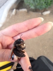 Xylocopa sonorina