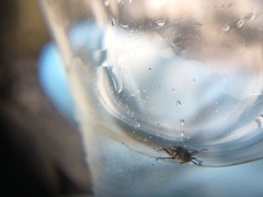 Gerromorpha
