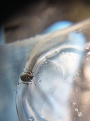 Gerromorpha