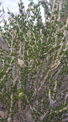 Tetradymia glabrata