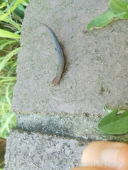 Lampropholis guichenoti