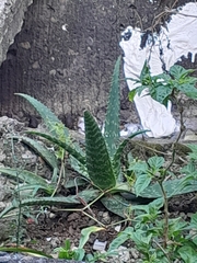 Aloe maculata image