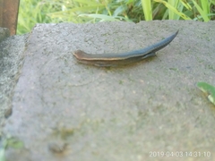Lampropholis guichenoti