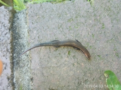 Lampropholis guichenoti