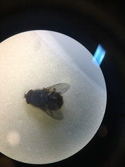 Calliphora stygia