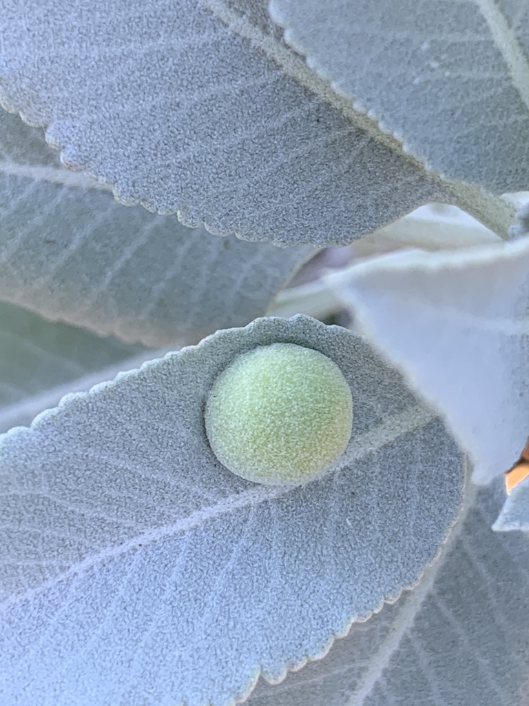 White Sage Leaf Gall Midge from Rancho Fanita Drive, Santee, CA, US on
