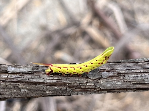 Photo of Mournful Sphinx (Enyo lugubris)