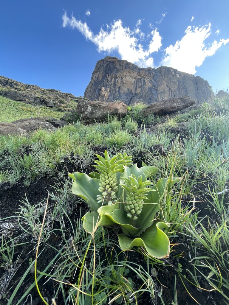 Eucomis autumnalis, Maluti A Phofung, Qwa-Qwa, FS, ZA