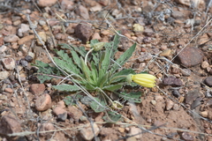 Oenothera primiveris primiveris