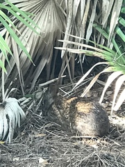 Sylvilagus palustris