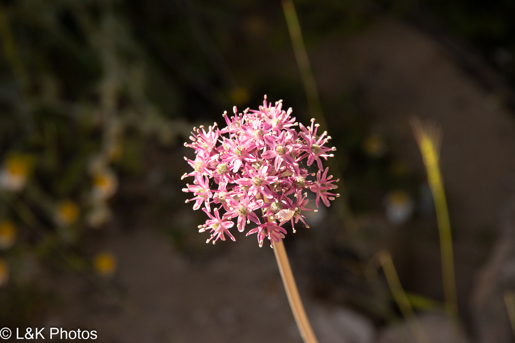 Allium aschersonianum (Allium aschersonianum)