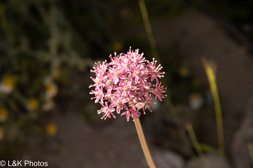 Allium aschersonianum (Allium aschersonianum)