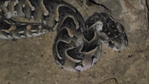 Common Puff Adder