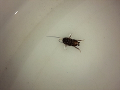 Periplaneta australasiae image